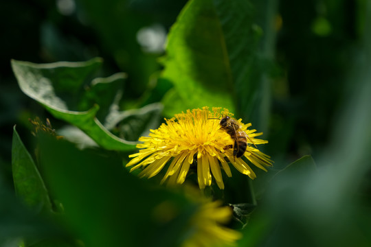 山野里的蒲公英花和忙碌的蜜蜂