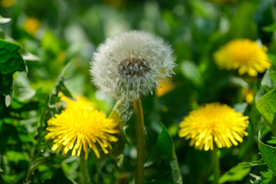 山野里盛开的公英花和采蜜的蜜蜂