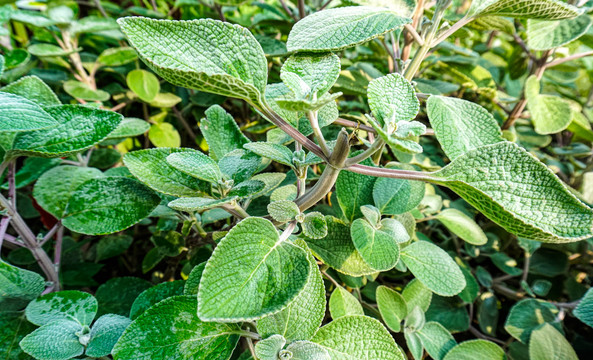 银冠香茶菜