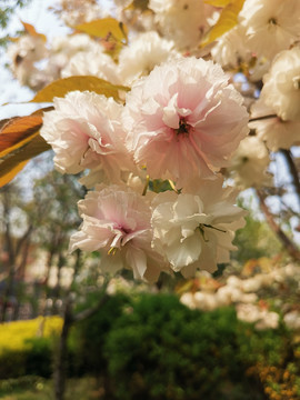 白樱花