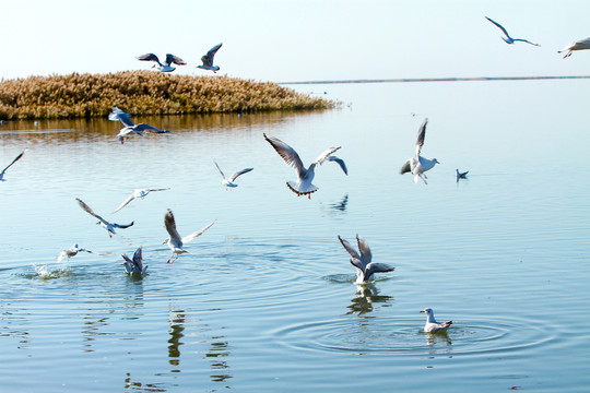 海岛一