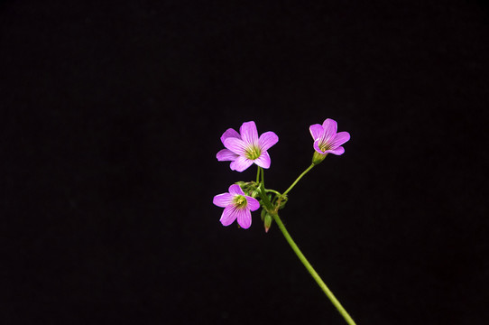 酢浆草花枝高清图