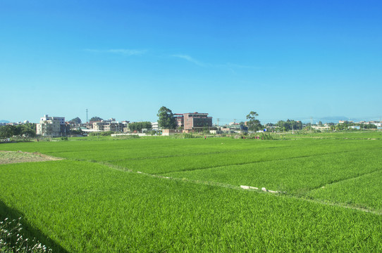 绿色的稻田风景