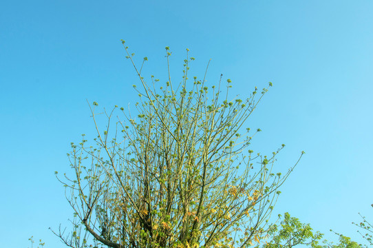 满树枝芽