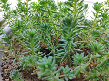 多肉植物