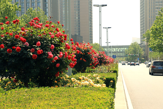 开满鲜花的路