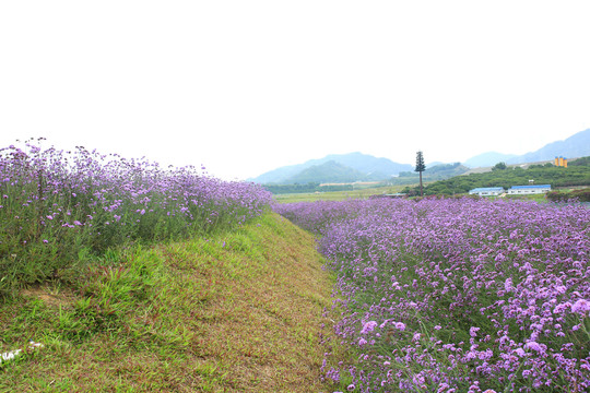 花海