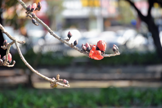 木棉花