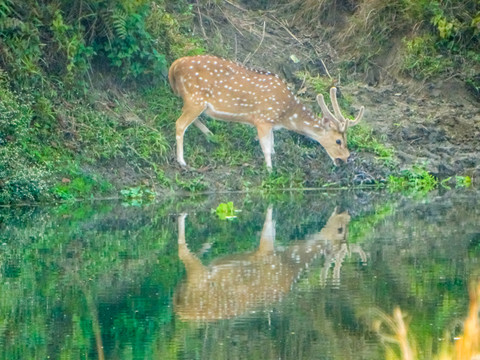 丛林河流