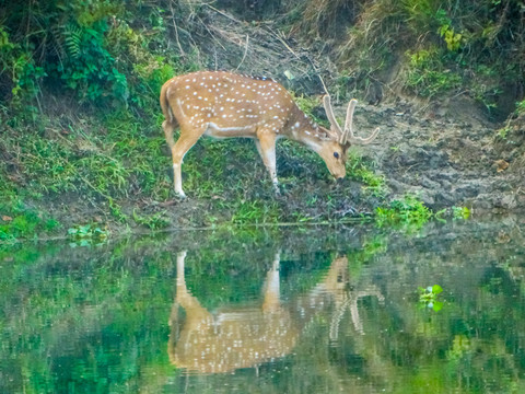 湖畔梅花鹿