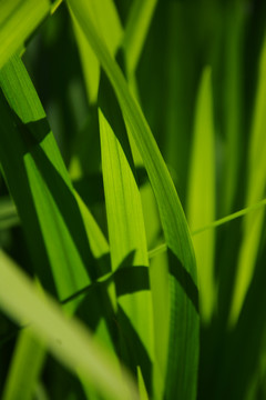 绿草叶子摄影