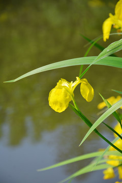 鸢尾花