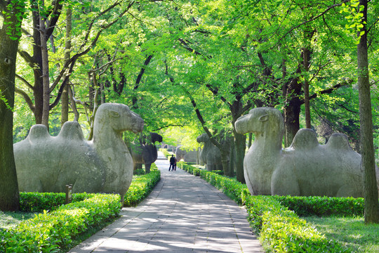 南京明孝陵石象路风光