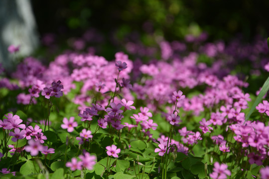 浪漫林间花丛