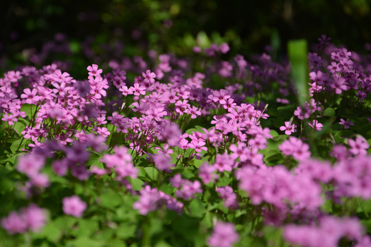 幸运草花丛