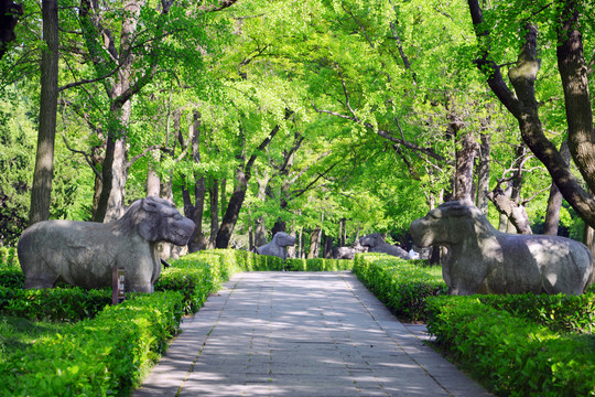 明孝陵石像路的夏天