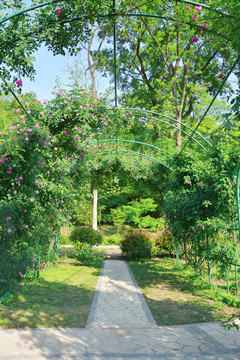 蔷薇拱门
