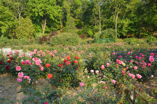 月季花园