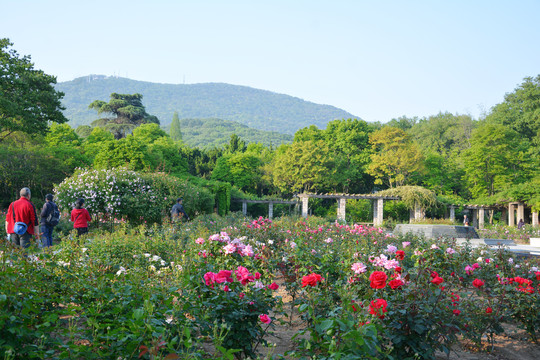 蔷薇花园