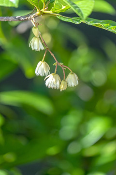 杜英花