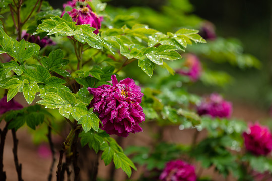 花园里的牡丹花