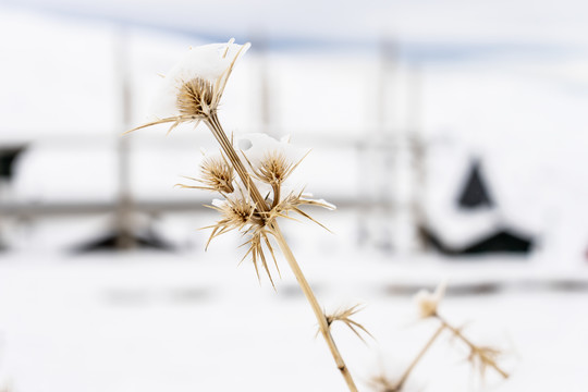 内华达山脉的雪地植物