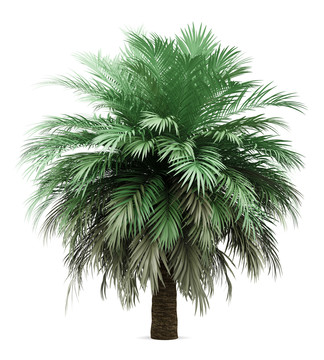 一棵白色背景的棕榈树