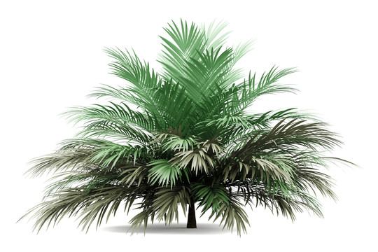 白色背景的棕榈树
