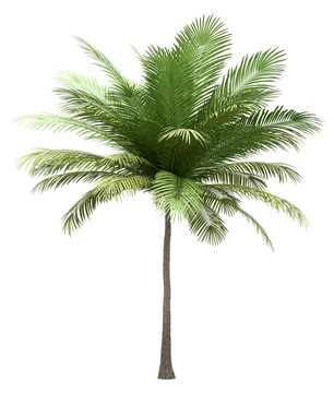 白色背景下的椰子树