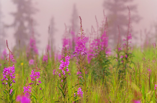 雾中草地的花