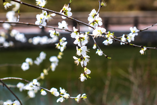 春色花枝