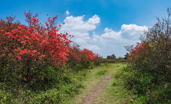 杜鹃花映山红