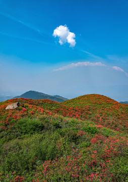 杜鹃花映山红