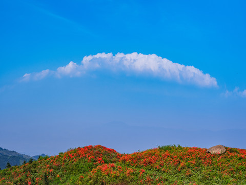 杜鹃花映山红