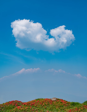 杜鹃花映山红