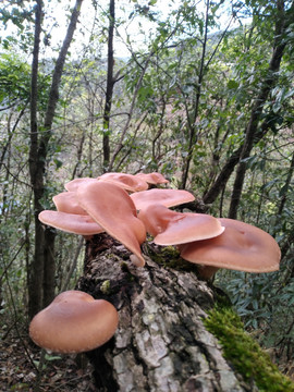 野生香薰野生香菇