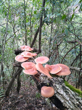 野生香薰野生香菇