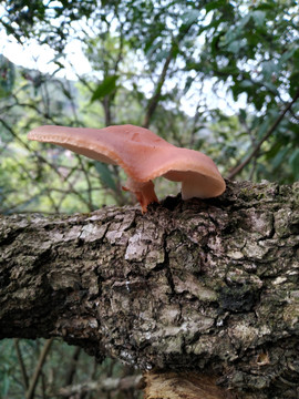 野生香薰野生香菇