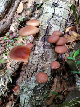 野生香薰树上生长的野生香菇