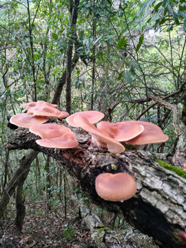 野生香薰树上生长的野生香菇