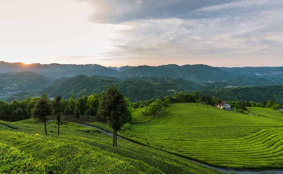 五峰青岗岭茶园