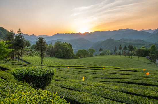 五峰青崗嶺茶園