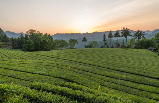 五峰青崗嶺茶園