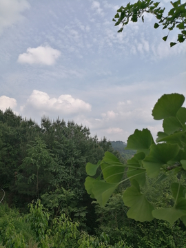 蓝天白云绿色植物森林背景