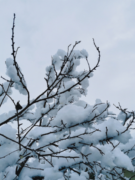 雪