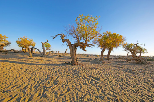 沙漠胡杨树