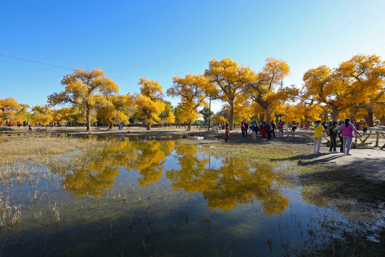 胡杨树七