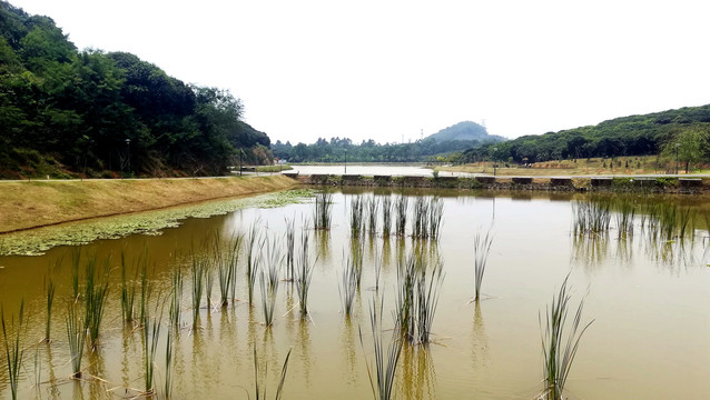 水面水草