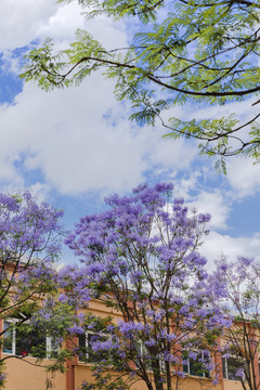 美丽的蓝花楹昆明城市景观