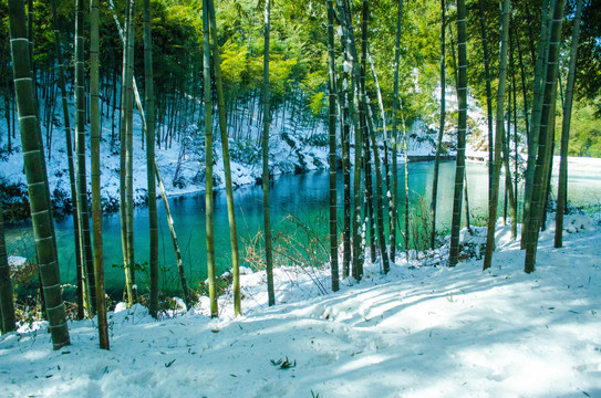 莫干山竹海